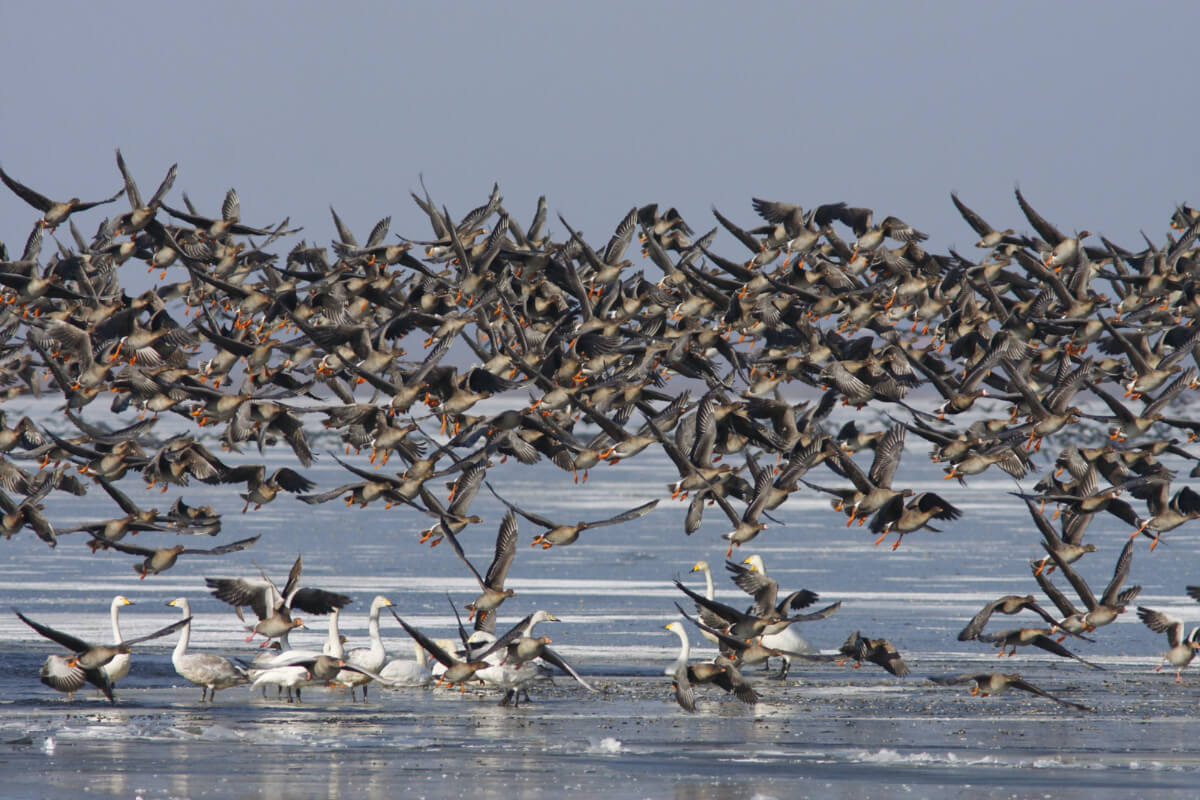 stado ptaków nad wodą podrywa się do lotu